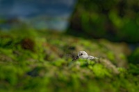 Jespak pisecny - Calidris alba - Sanderling o0763